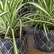 Three Spider Plants 'vittatum' in matching pots