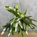 Staghorn Fern (P. bifurcatum) for sale being grown in a hanging basket