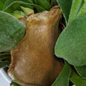 A brown shield frond on a Staghorn Fern