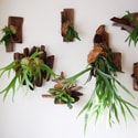 Several Staghorn Ferns growing on mounts and hung on a wall - Photo by FarOutFlora