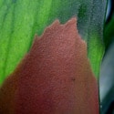 Close up view of a frond showing the brown Staghorn Fern Spores - Photo by Cayobo