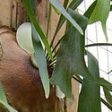 Wall of Staghorn Ferns - Photo by FarOutFlora