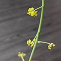 Flowers on a Stephania erecta