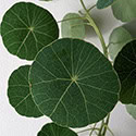 Stephania leaves