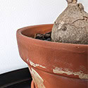 Dormant Stephania bulb