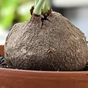 Stephania Caudex
