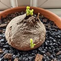 Multiple points of growth from a healthy plant