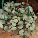 String of Hearts (Ceropegia Woodii) Houseplant