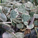 Variegated String of Hearts (Ceropegia Woodii) Houseplant