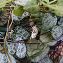 Photo showing what the flowers of the String of Hearts look like
