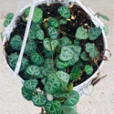 With a small footprint Ceropegia Woodii makes an excellent trailing indoor plant