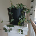 Pot containing a number of new young String of Hearts plants