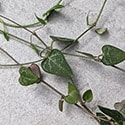 Ceropegia Woodii Mini Star