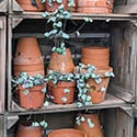 Collection of String of Hearts cascading over terracotta pots