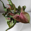 Pink Nephthytis houseplant