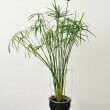 Cyperus alternifolius photo with wire support by HorsePunchKid