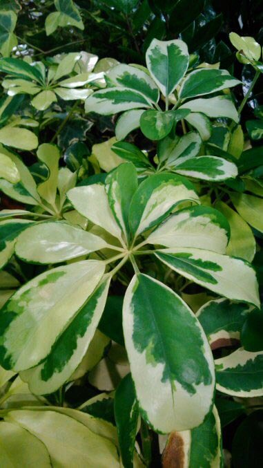 Umbrella Plant (Schefflera / Guide | Our