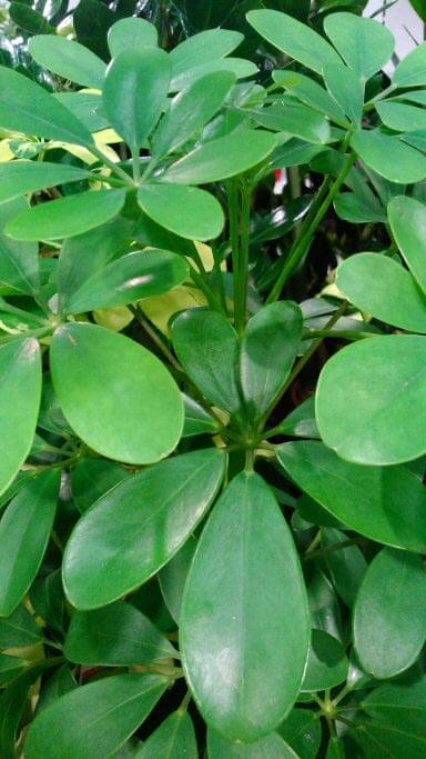 Umbrella Plant (Schefflera / Guide | Our