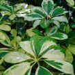 Schefflera with variegated cream leaves