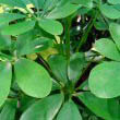 Schefflera with all green leaves