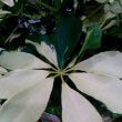 This Schefflera has remarkable leaf markings - almost all white with one or two 'spokes' being all green