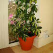 Umbrella Plant growing in a home doorway