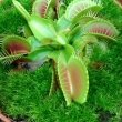A well cared for Venus Flytrap growing successfully