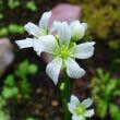 Although simple the Venus Flytrap does produce flowers, photo by H. Zell