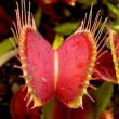 Red trap on a Dionaea muscipula by Noah Elhardt