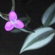 Wandering Jew Photo by Ruestz