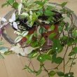 Photo of several different Inch Plants by LucaLuca