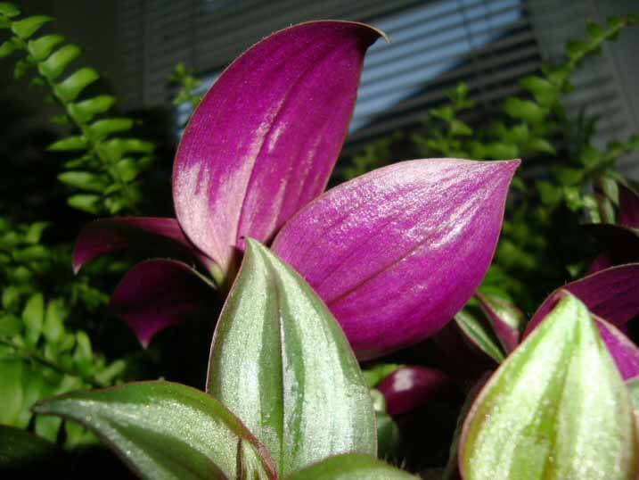 pictures of purple wandering jew plants