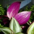 This photo of a Wandering Jew plants shows off the purple underside of the leaves