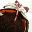 Propagation of a Wandering Jew Plant