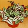 Wandering Jew Plant / Inch Plant