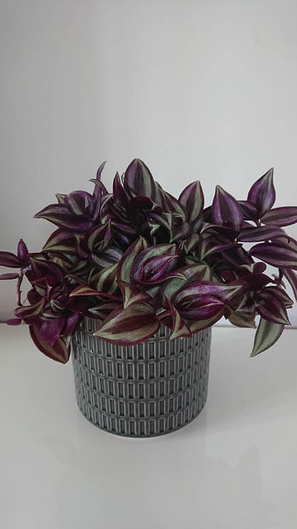 How do you care for a wandering jew plant