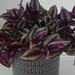 A healthy Wandering Jew Plant growing in a home