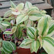 A variegated Tradescantia with green and white leaves