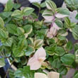 T. fluminensis 'variegata' or T. fluminensis 'quicksilver' or T. fluminensis 'Tricolor',