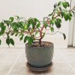 A short Weeping Fig by Houseplanthappiness