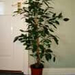 A tall and bushy Ficus Benjamina houseplant