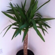 A young Yucca elephantipes standing tall in a corner