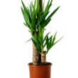 A pot containing mutiple Yucca plants can be incredibly handsome
