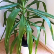 Yucca elephantipes leaves can also arch quite a bit