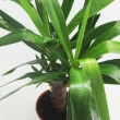 A great way to water a Yucca plant and wash the leaves at the same time is to give it a shower photo by Prada Panda