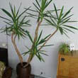 Tall Yucca plant touching the ceiling - by Robin Berthier