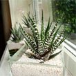 Three Zebra Cactus (H. attenuata and H. fasciata) plants on a window ledge