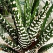 Close up of the Zebra Cactus, warts and all