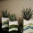 Three Zebra Cactus (H. attenuata and H. fasciata) in stylish containers