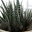 A close up of Haworthia Attenuata - by Mattman723